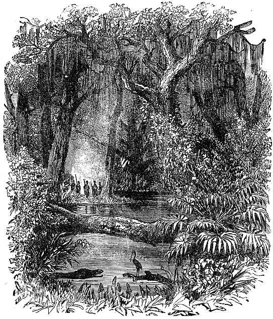 A Florida swamp and jungle